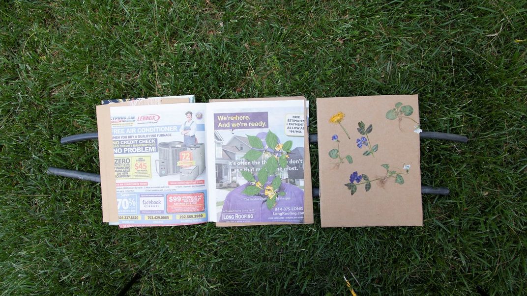 How to Press Plants from Your Backyard Smithsonian Voices National